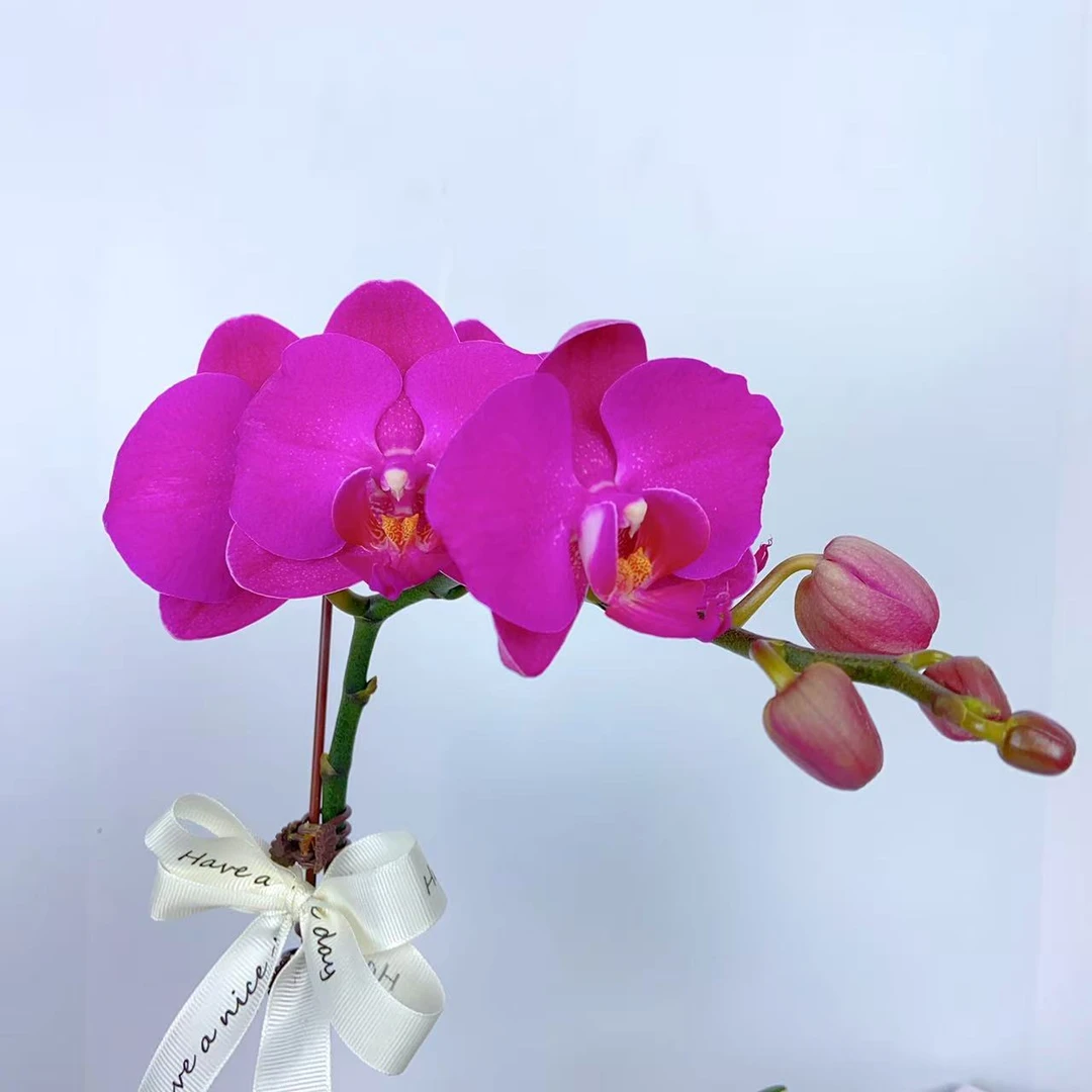 蝴蝶兰【绯梦】3-6颗送盆  喜庆吉祥 蜡质花 好养易活 花期长
