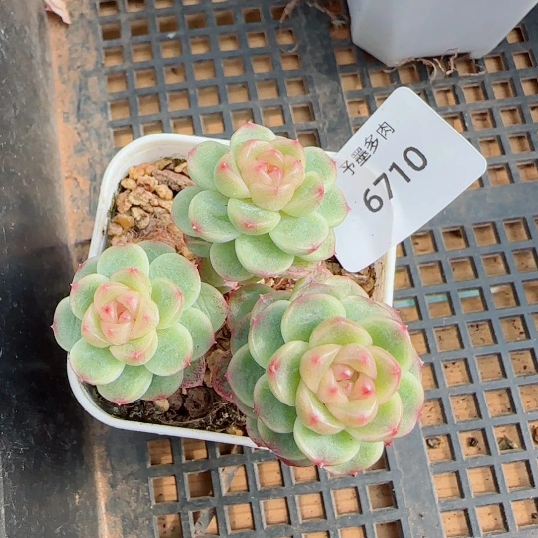 长杆X7 ，6710多肉植物