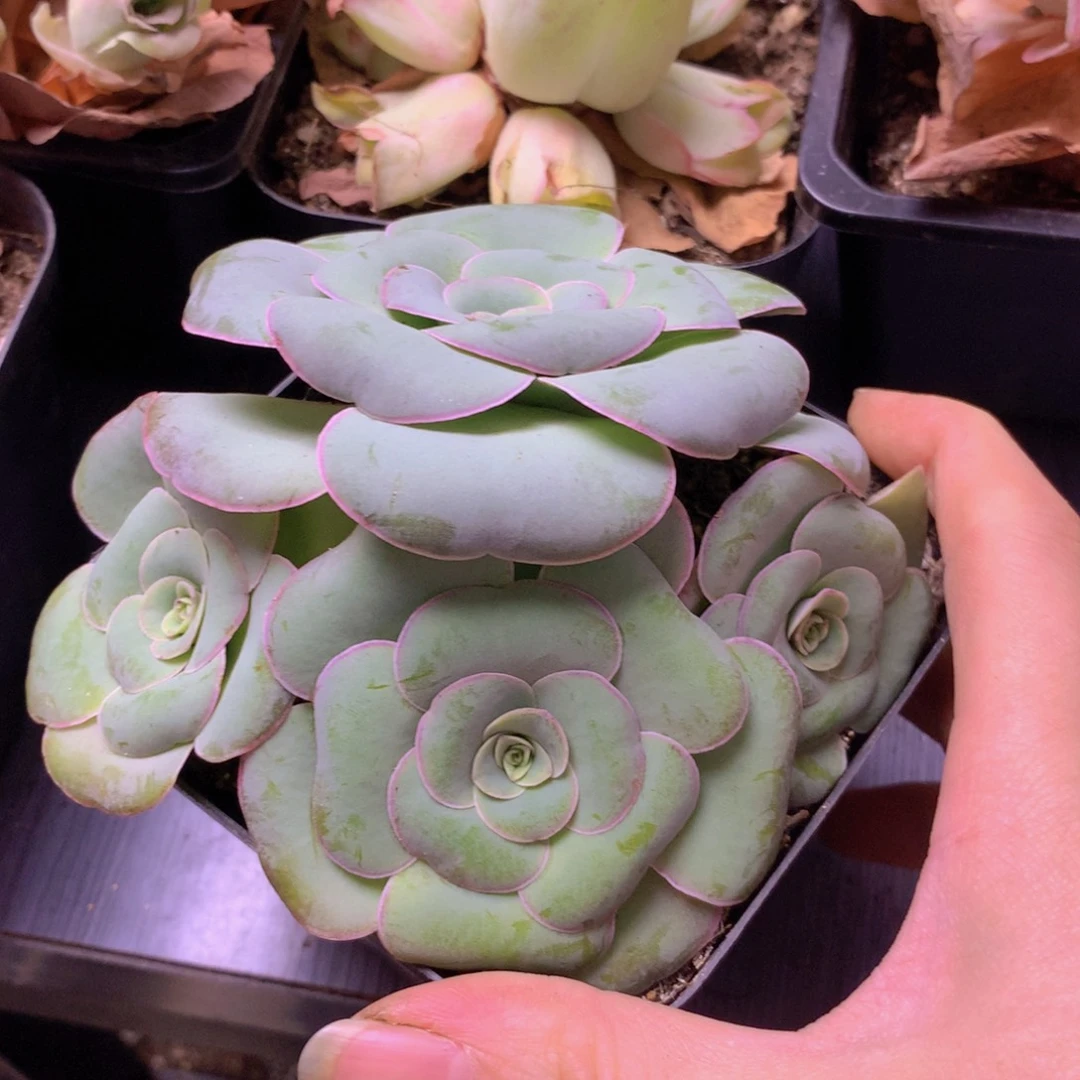 一物一拍星辰福利166