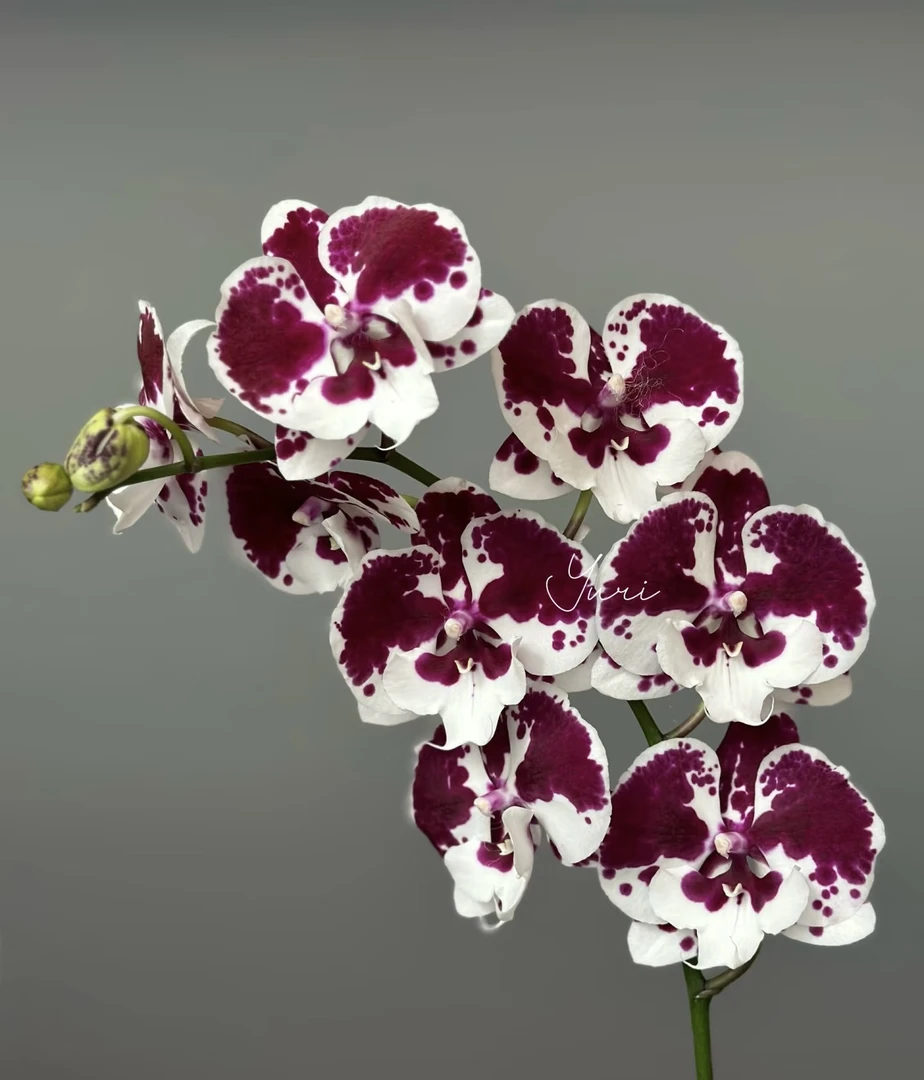 一千零一夜蝴蝶兰5.0成熟苗不带花室内盆栽植物花期长基地直发