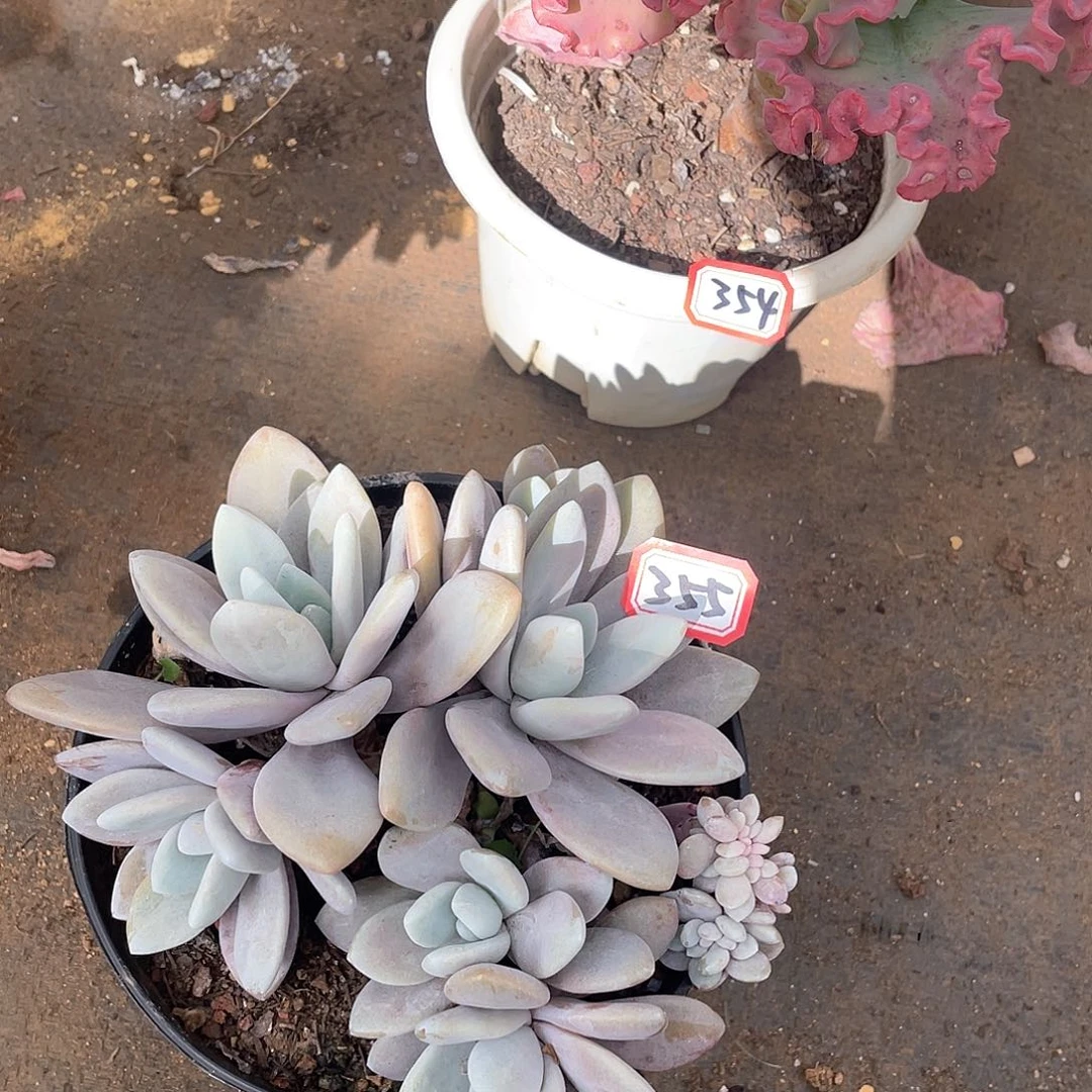 355粉兔一物一拍多肉