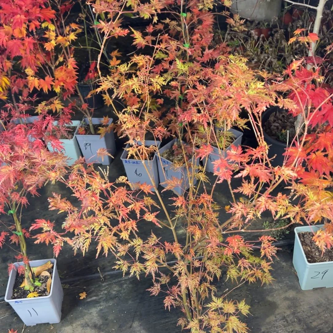 不开花植物12青龙