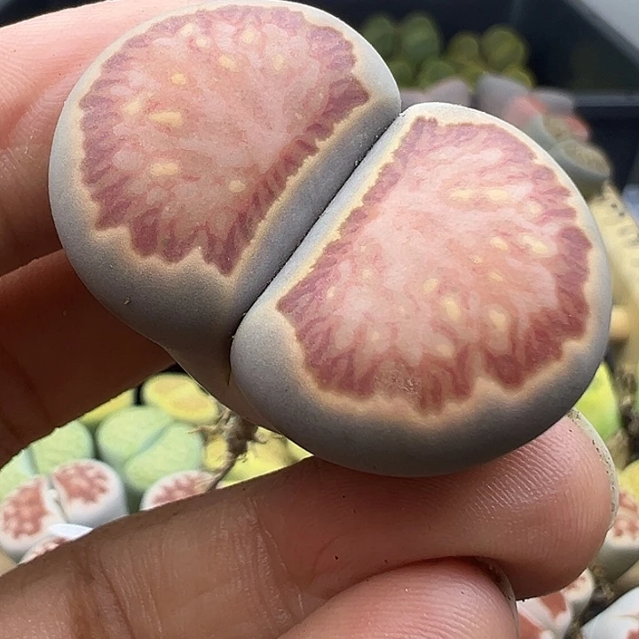 180美菊下播福利了11111