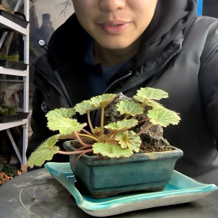 Z*小盆景小植物一物一拍185