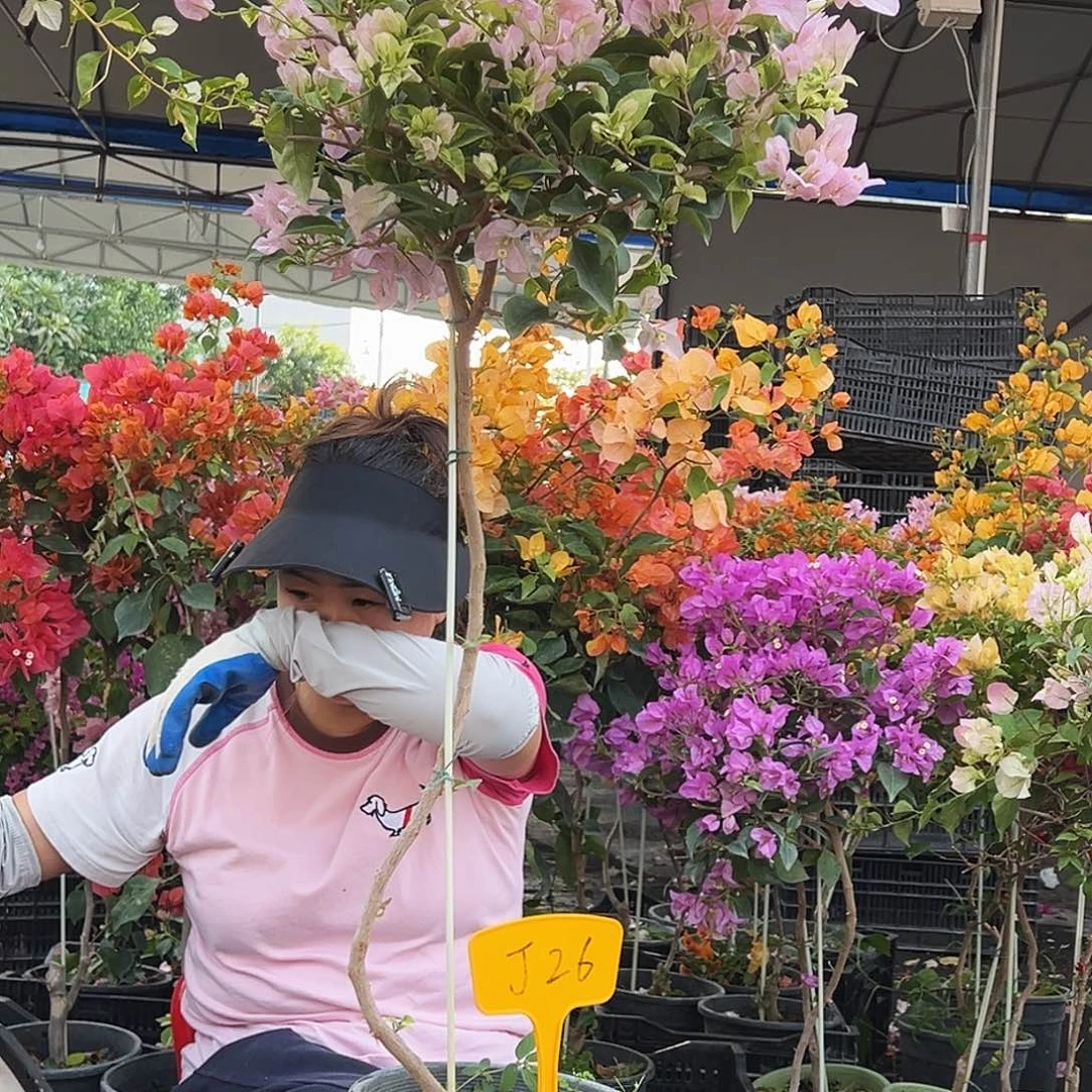 小****大部分花苞少量开放J26金边丽娜