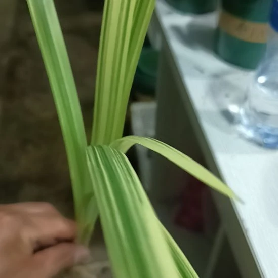 无花朵君子兰小苗君子兰小苗君子兰小苗