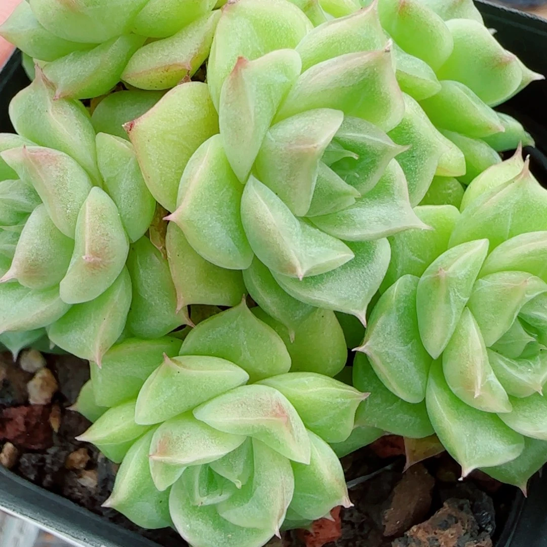 花语逸镜1002-56散