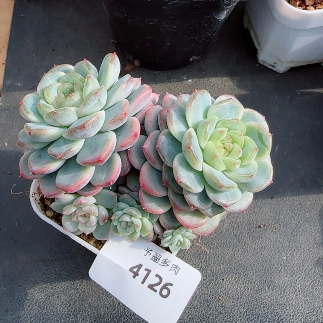 X7群，4126多肉植物