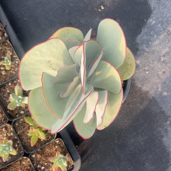 5头白眉～一物一拍187