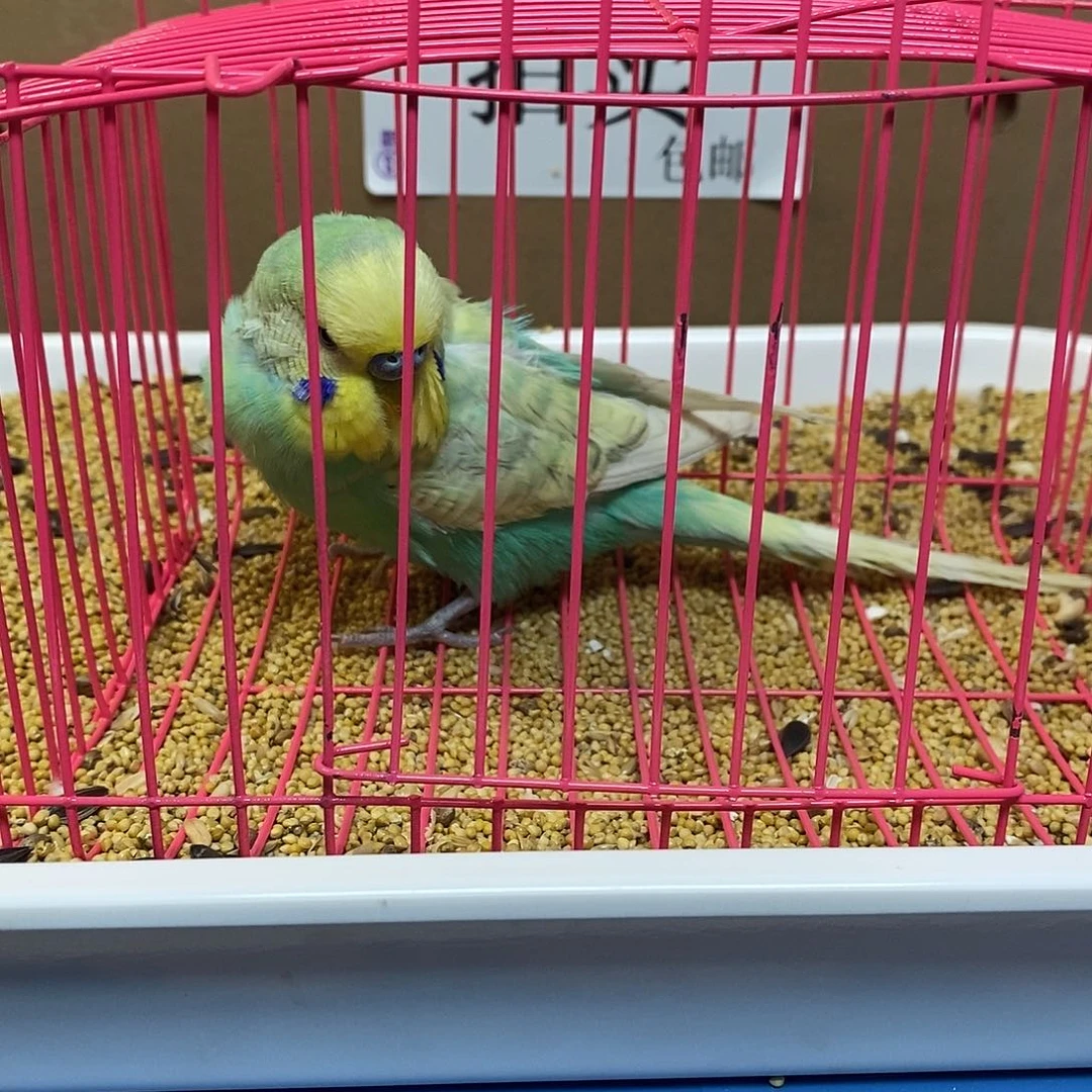 虎皮鹦鹉大头虎皮