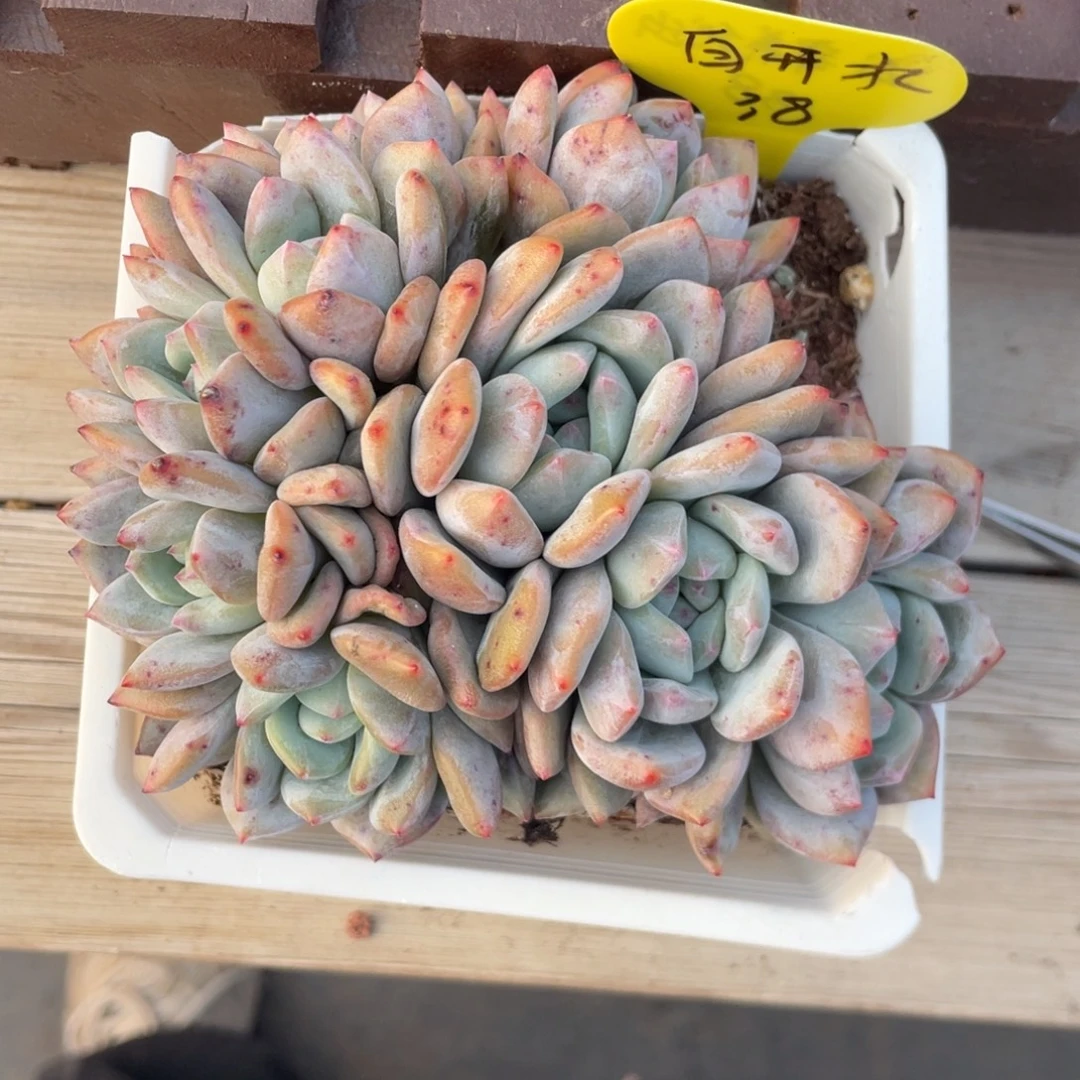 白***~石榴子星影朵朵缀li寄养出38