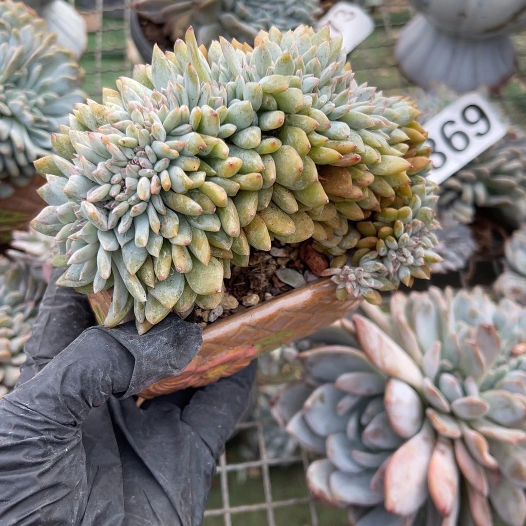 50元458889999999999