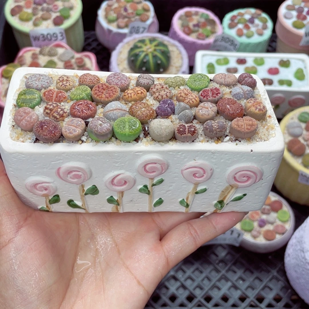 w3119 带盆土发货一物一拍