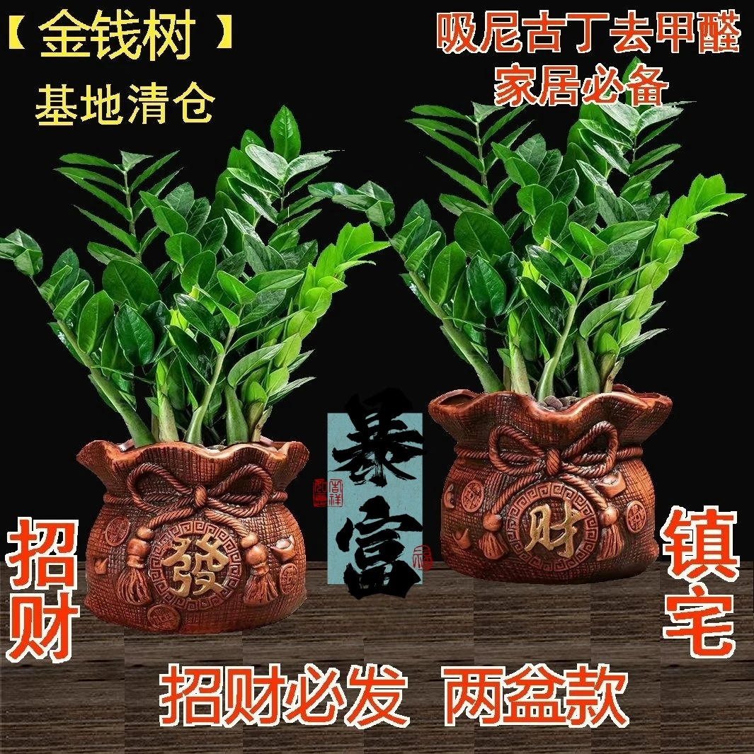 四季常青招财树绿植室内植物招财转运金钱树盆栽办公室桌面客厅