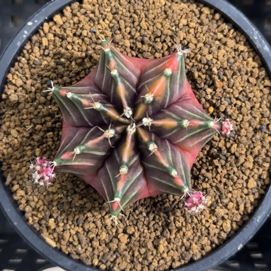 泰系实生Sepia带盆土发货