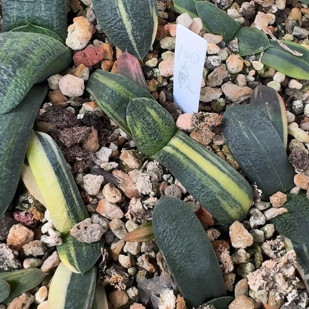 ?****梨花花花花花花花花花