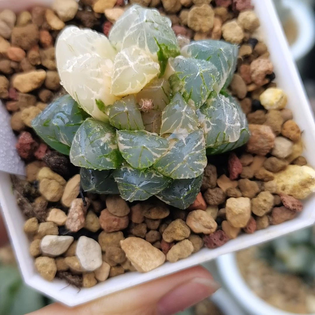 19号紫王玉露锦一物一拍带盆土发货