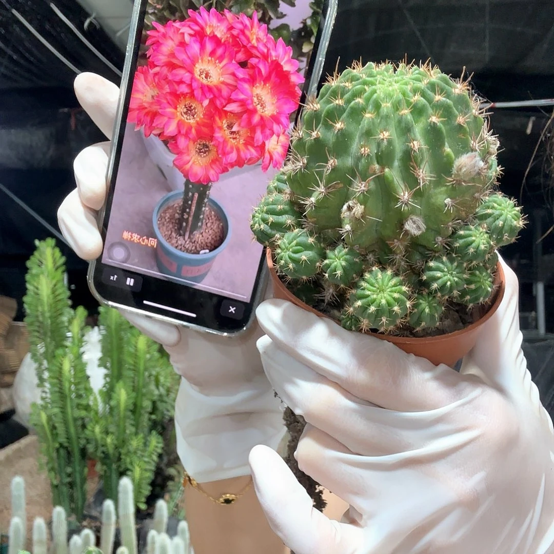 黄金鱼11111111111