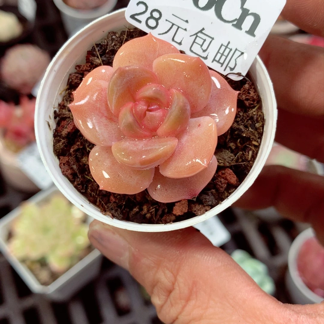 5厘米盆精控多肉380