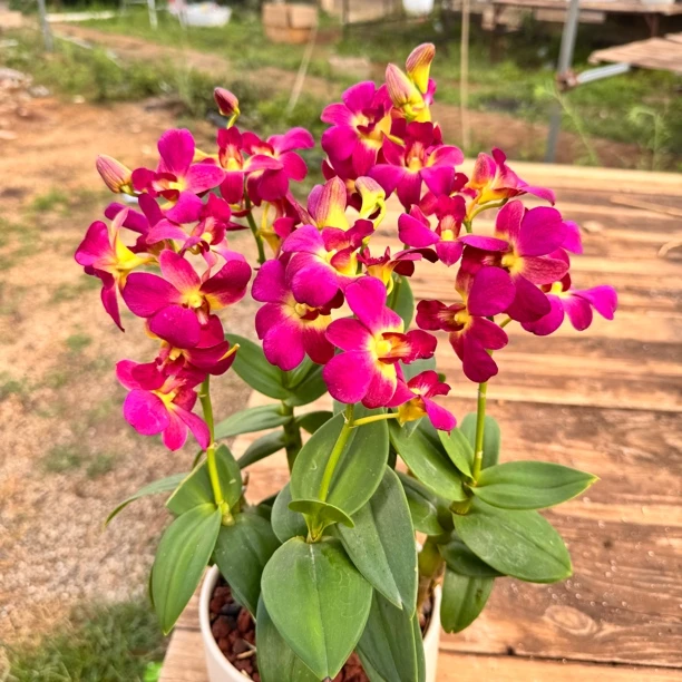 东方美人秋石斛中花型室内庭院养植兰花盆栽好养花期长