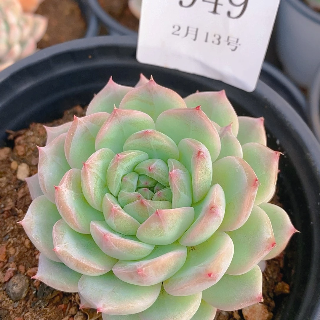 【闪购商品】云949