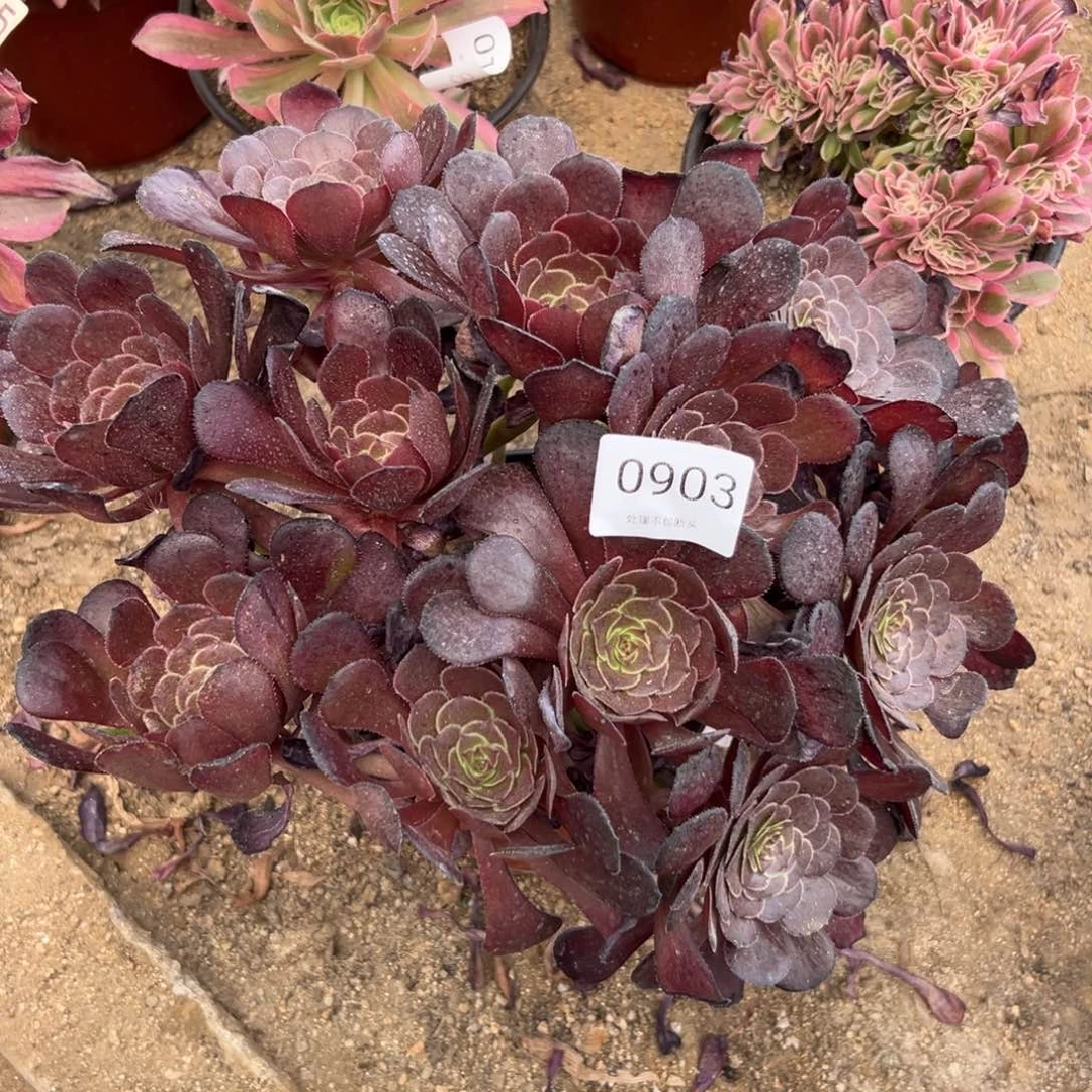 903多肉  萝莉