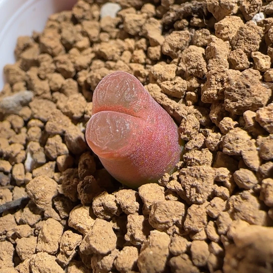 肉锥多肉植物组合-10km风铃1100