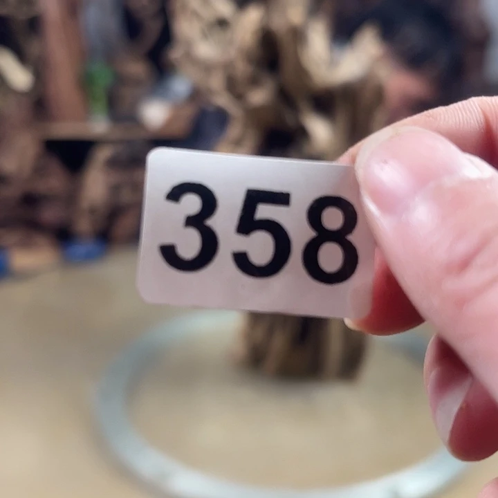 风车木（黑檀木）培*紫云英雄传集注引