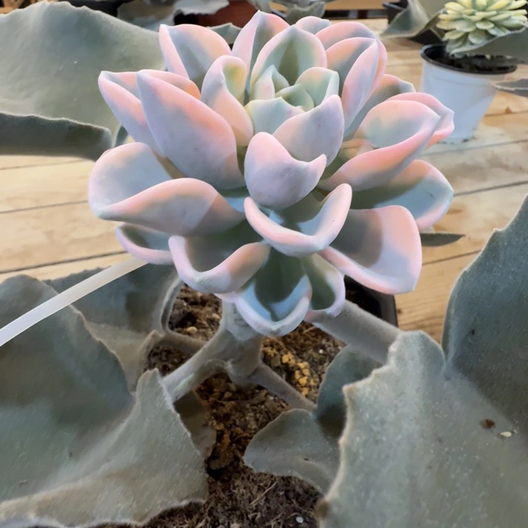 美尻 安吉园艺锦锦