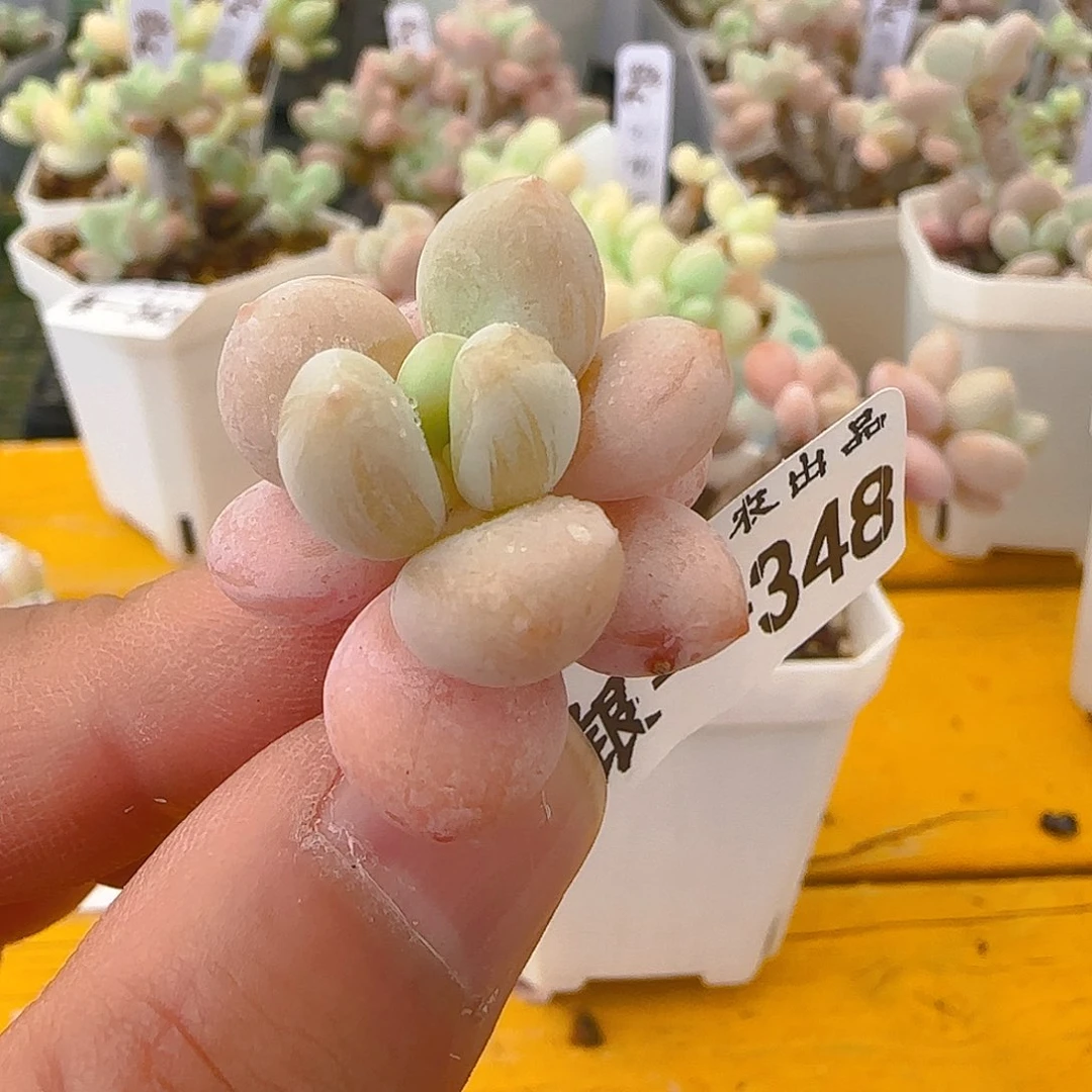 彩奶，348、仙农出品