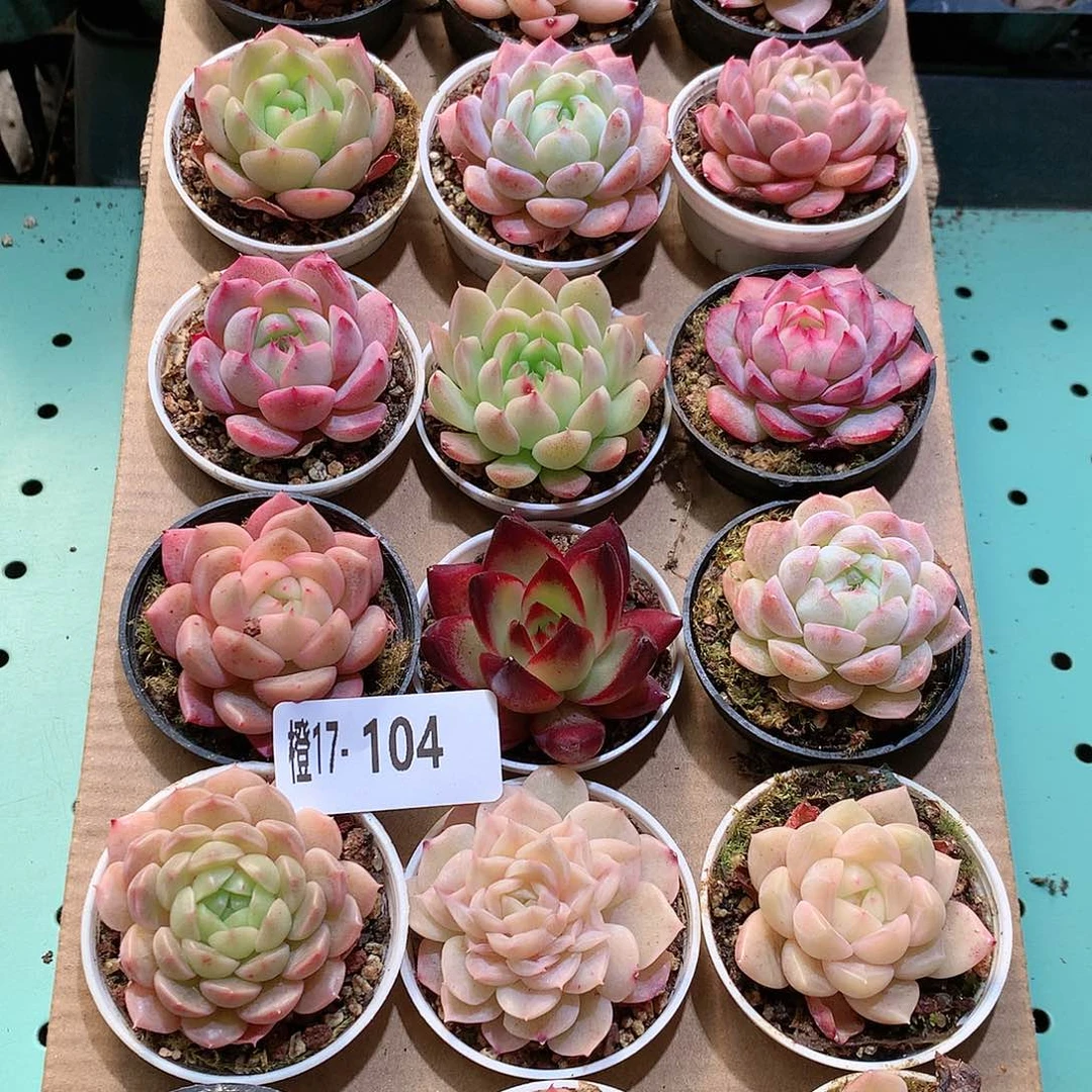 17–104一物一拍带盆18颗。