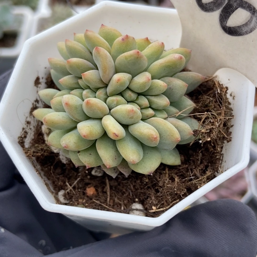 600爱丽儿缀多肉植物保护