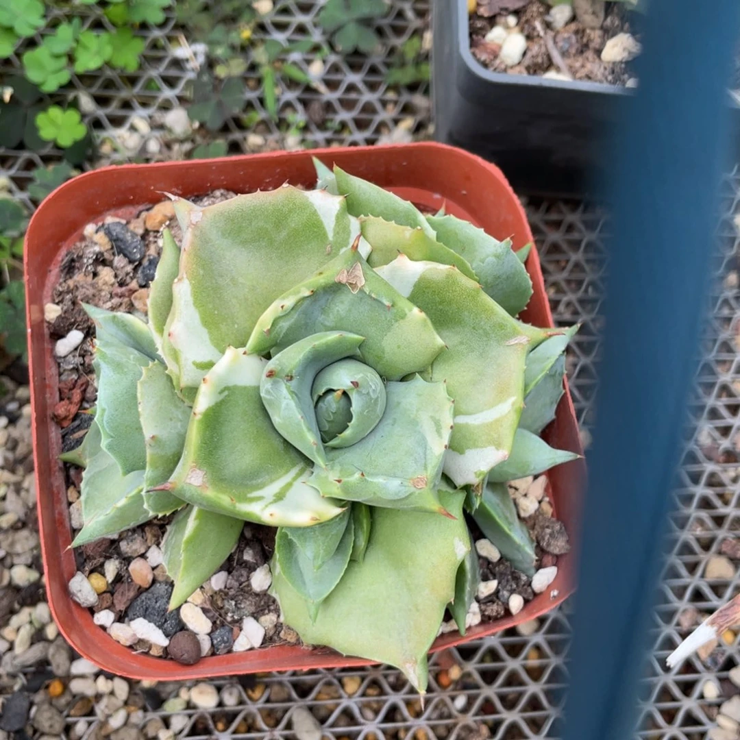 无花朵王妃覆伦锦