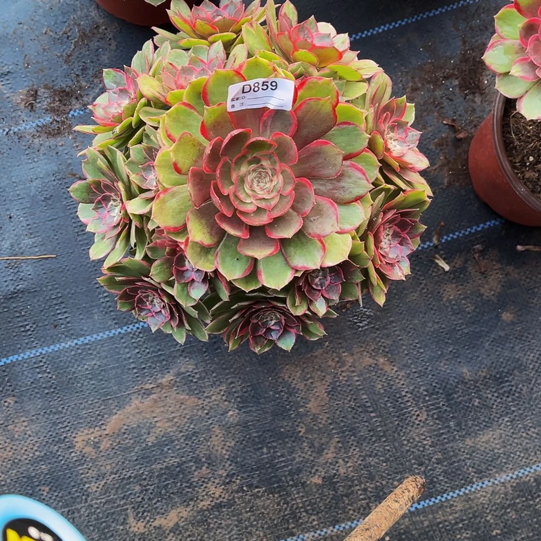 多肉植物859粉花妖