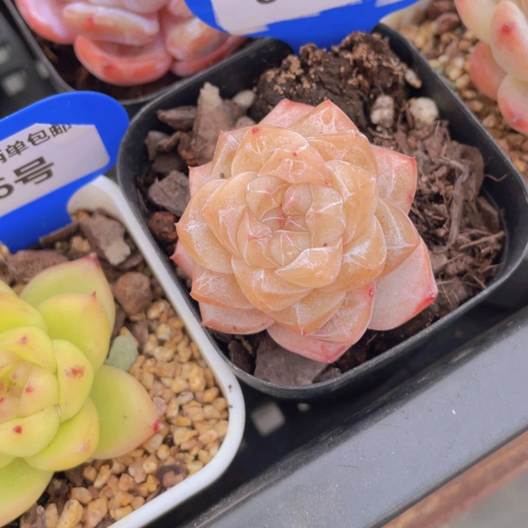 877号 全状态黄透粉钻单头一个