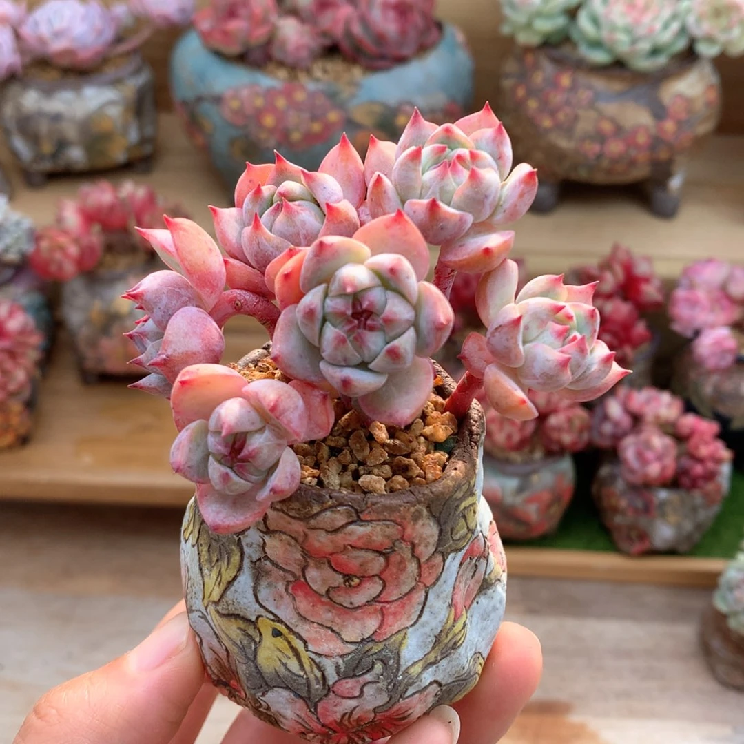 不知名一物一拍整群