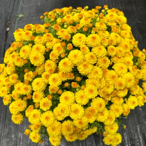 【吉吉金黄】千头菊 多年生多季开花植物 庭院阳台新手易养护