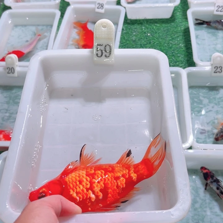 @***生海水鱼福利多多1一20