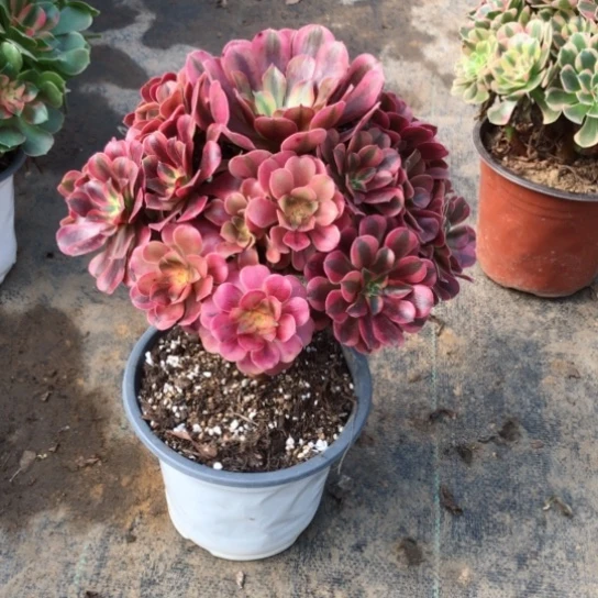 向***8无花朵美杜莎法师多肉植物201号