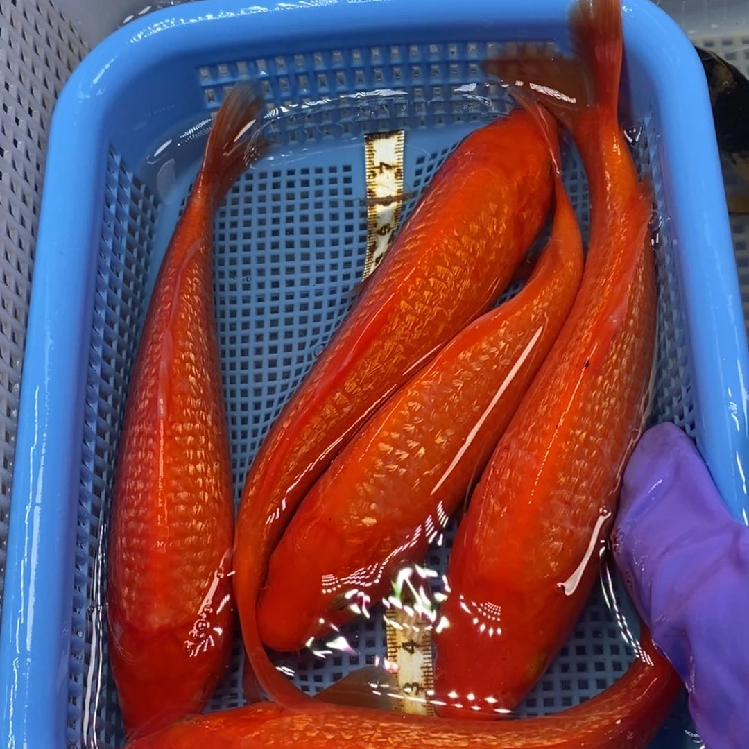 锦鲤冷水锦鲤包邮