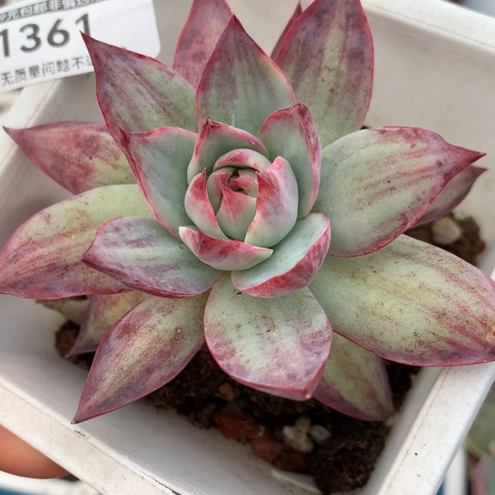 无花朵惊鸿仙子1361