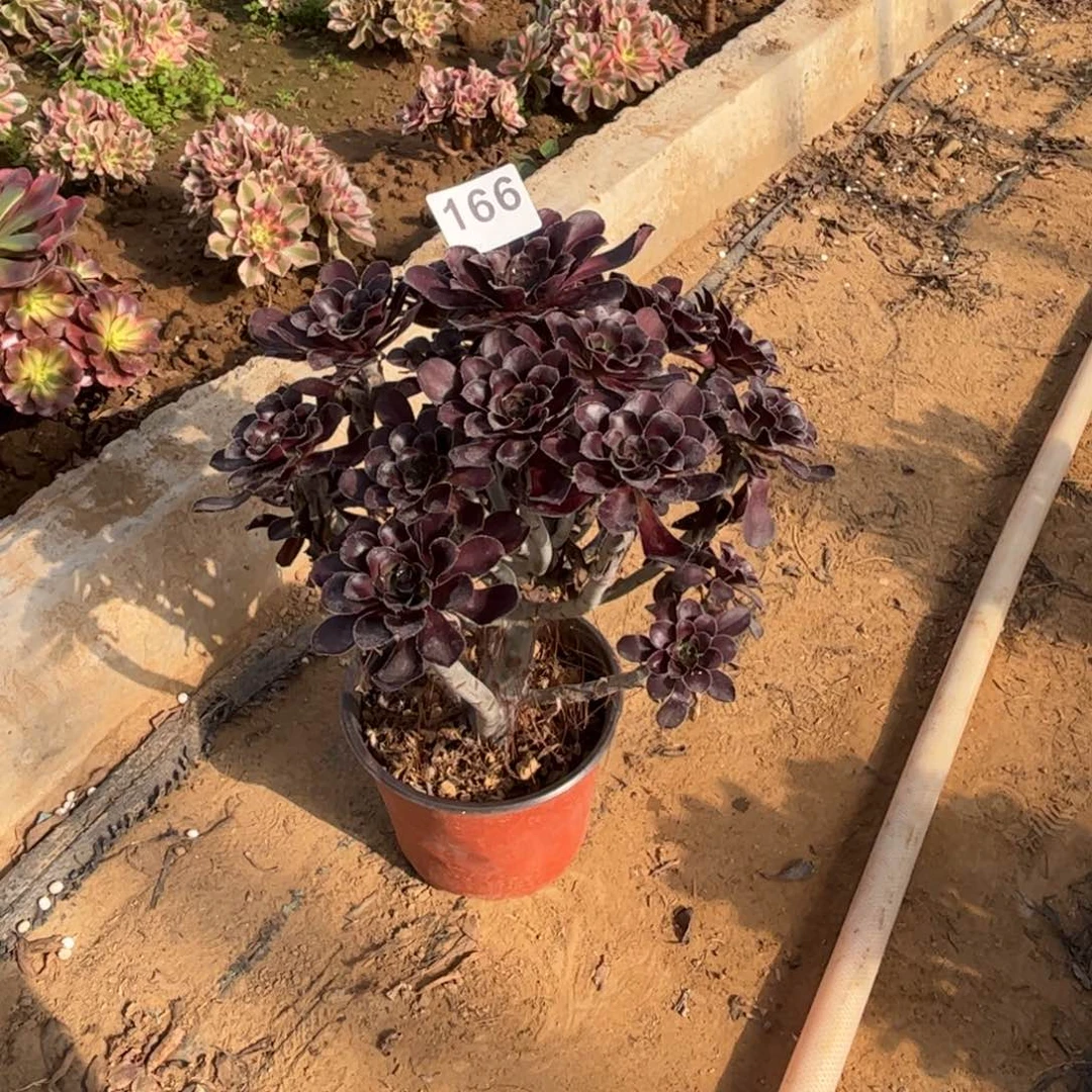 黑圆叶166不包断枝