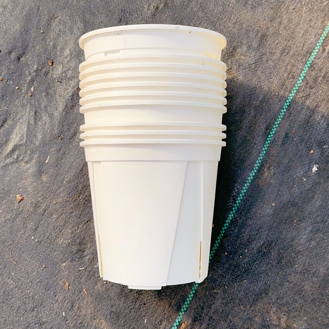 热带植物   青山盆两个  以直播间展示为准