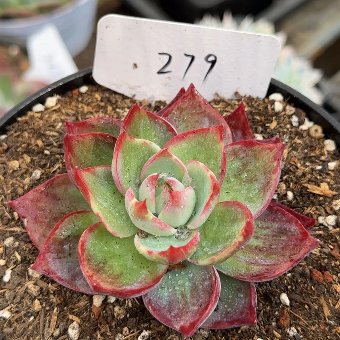 惊鸿一物一拍包装收缩花旱279