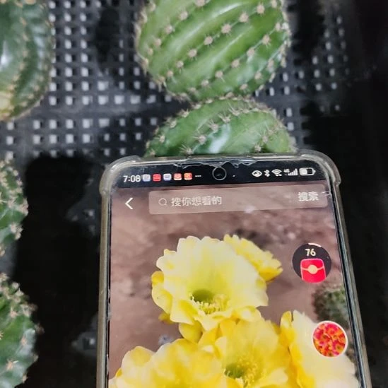 仙人球彩草精灵侧芽