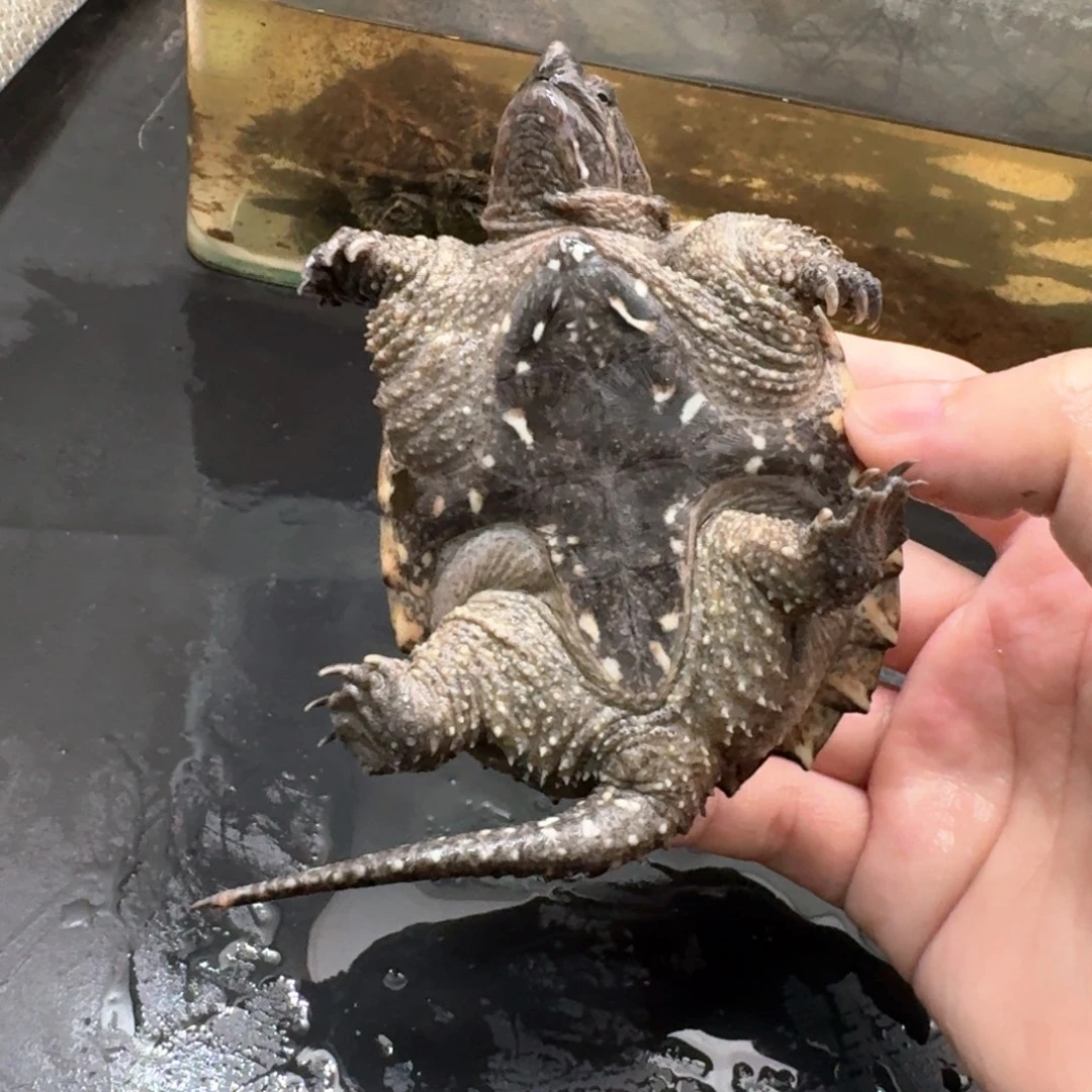 小鳄龟不分公母44