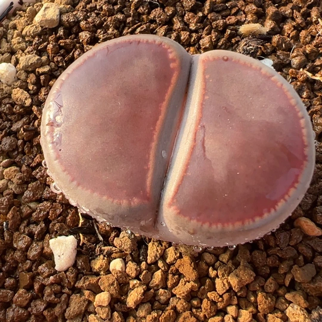 比利时Ko母本带盆多肉