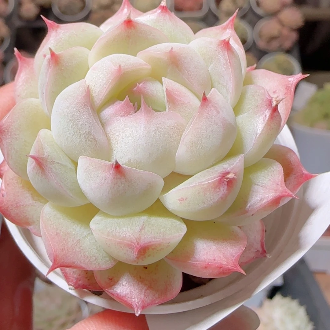 ****～花语多肉1216-196