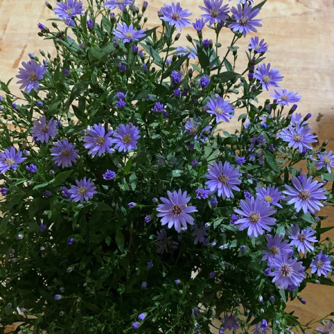 小卡罗多年生耐寒耐热庭院花镜阳台盆栽