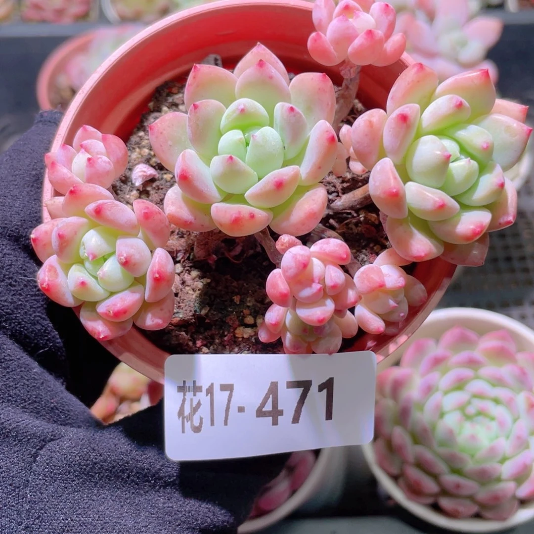 花利美17-471洛丽塔